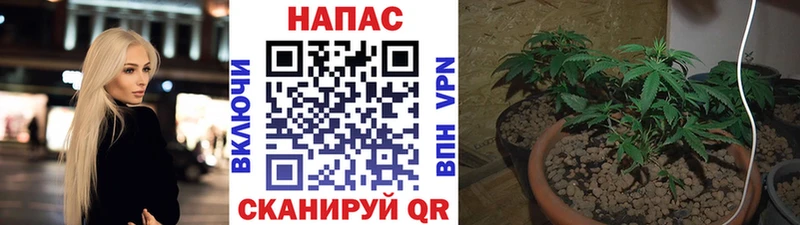 Каннабис сатива Волчанск